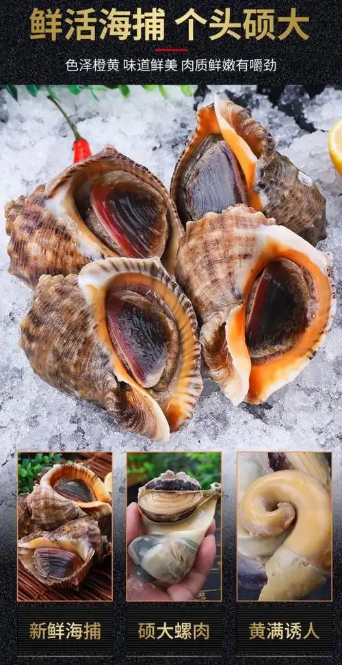 鲜活大海螺超肥特大海螺活物螺类海螺巨大号海鲜水产贝类批发 腾旺纳