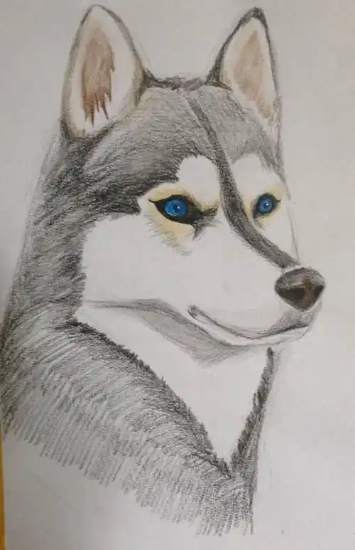 手绘哈士奇头像