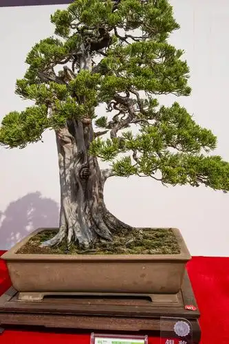 中国盆景艺术大师精品展示