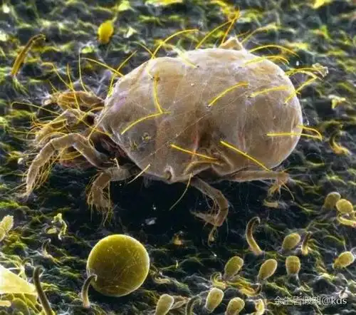 螨虫放大图片_kds宽带山