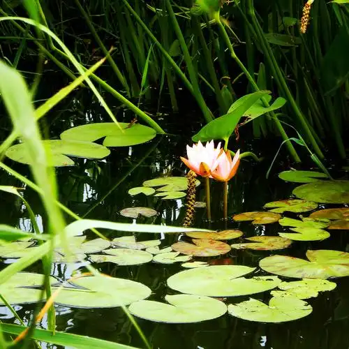 数码相机小池塘