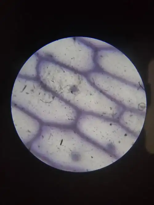 科学实验|微观世界的探索号出发——洋葱表皮细胞观察