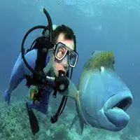 继续潜水表情包_微信头像图片大全