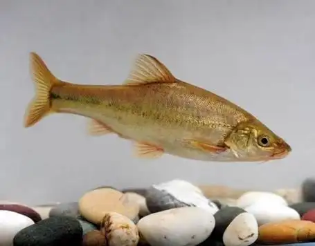 谁知道这是什么鱼?最大能长到5指,生长于地下河,快绝种了!