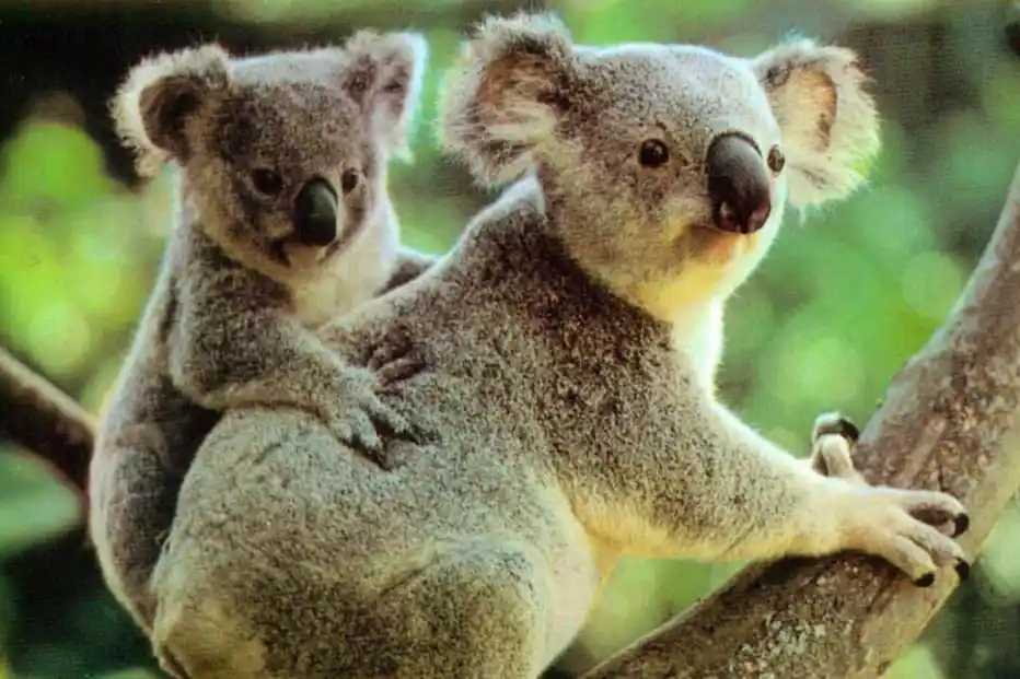 考拉图片澳大利亚的国宝可爱树袋熊图片