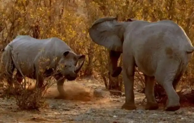 五吨犀牛对战大象的惨烈6秒后的镜头让人着实没想到