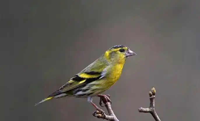 鸟友汇黄鸟日记黄鸟除虱除螨小药方