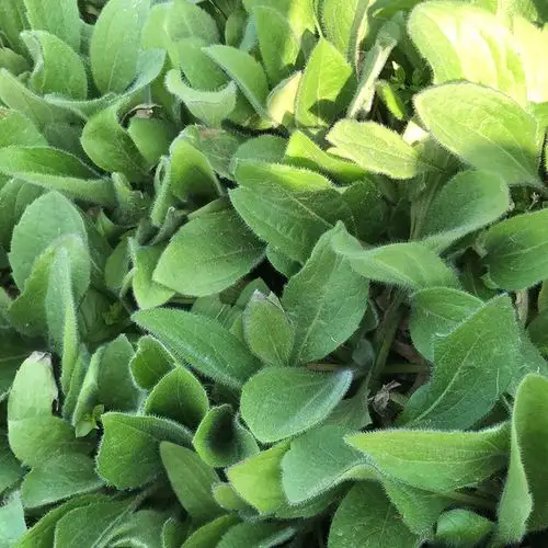 黑心菊 黑心菊幼苗 黑心菊小苗价格