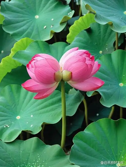 据说一万朵荷花里才会有一朵并蒂莲,然而在成都北城的这个公园里却有