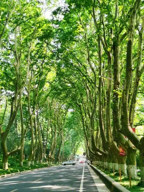 树是梧桐树,城是南京城,一句梧桐美,种满南京城