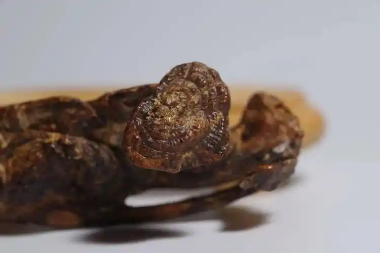 沉香灵芝 收藏品鉴赏 !(孤品)_香宝_百年老_手工