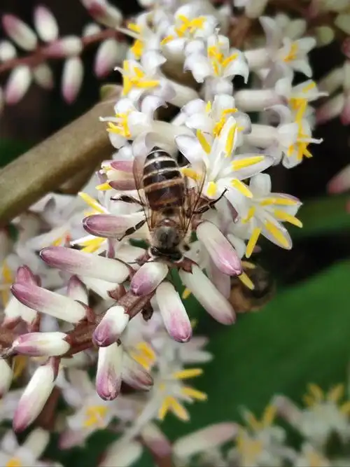 七绝《朱蕉花》