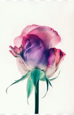 渲染紫色花朵植物