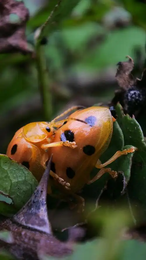 十星瓢虫的糜烂生活