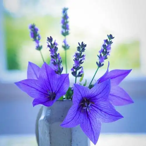 岁月静好17721头像