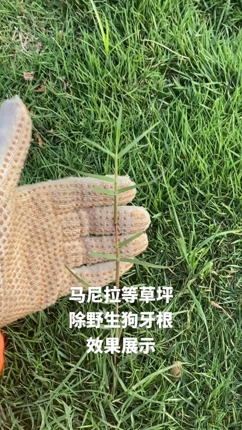 盈巴根静套装除野生狗牙根铁线草巴根草效果.