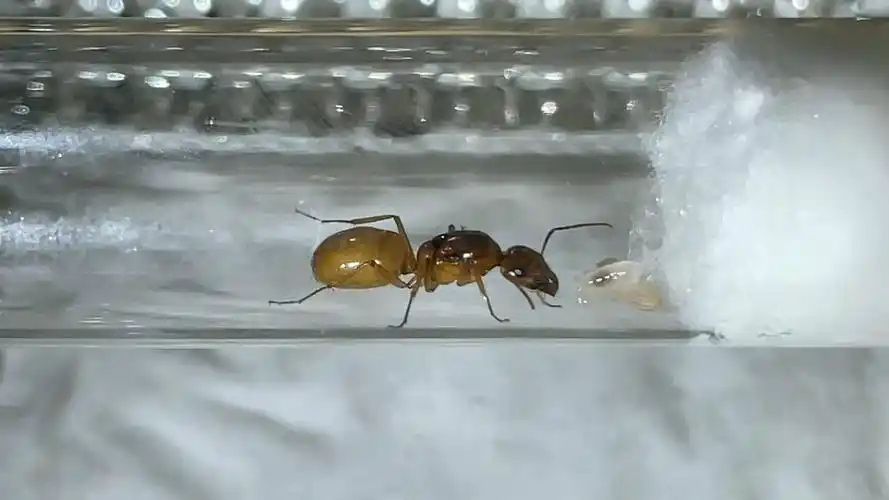 【黑金弓背蚁】近距离观察黑金弓背蚁_哔哩哔哩_bilibili