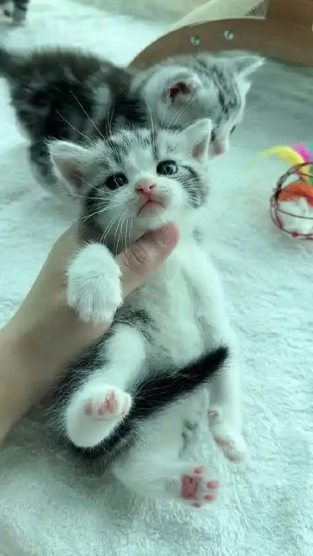 #美短##美国短毛猫##美短加白##美短起司猫#