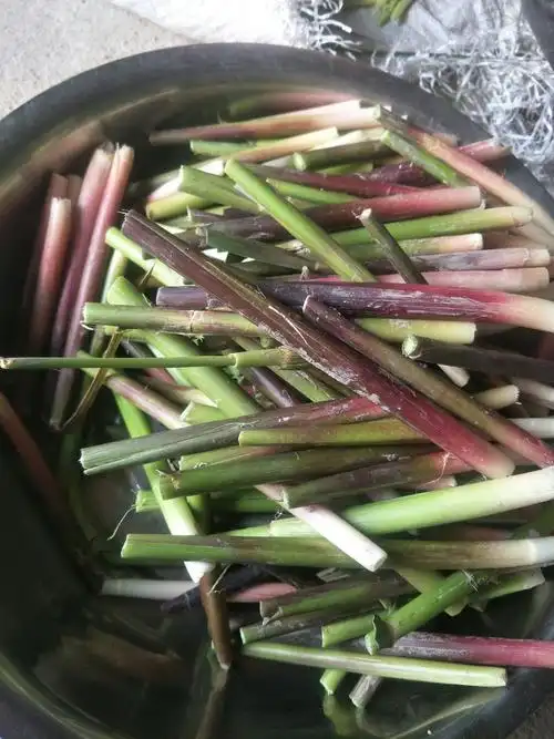 表妹拔的海笋,还送了我一些