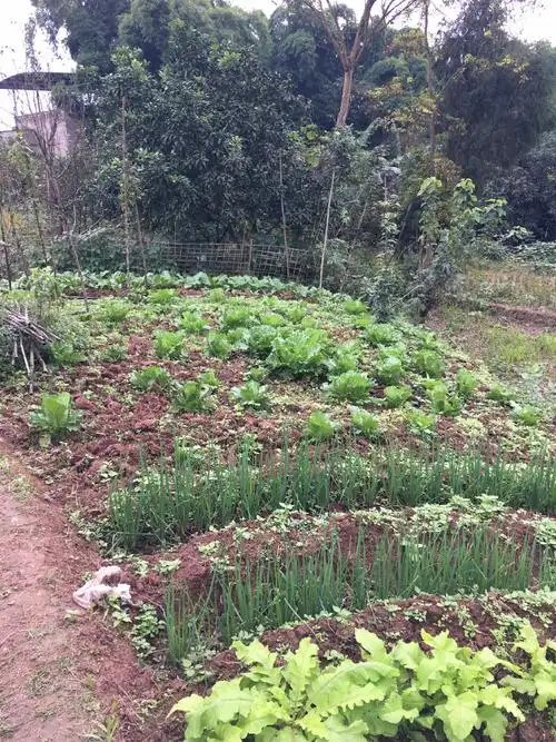 农村自己菜地,原生态