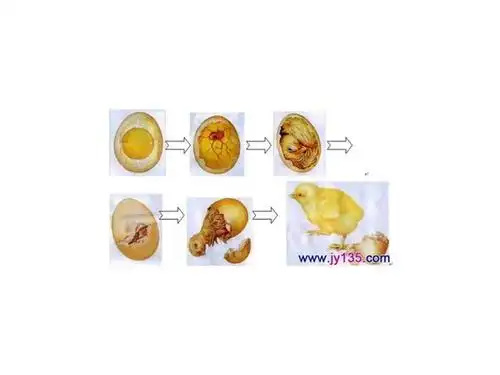 胎生和卵生pptppt