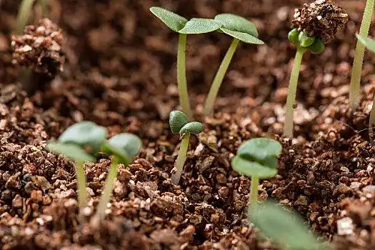春天,植物的嫩芽破土而出