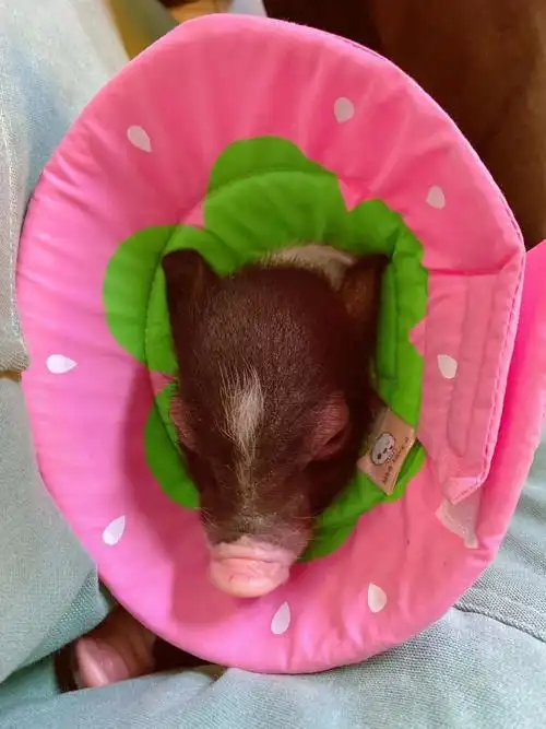 撸猫撸狗out了,到三里屯撸井柏然同款小香猪丨福利