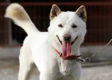 土狗花花的一生