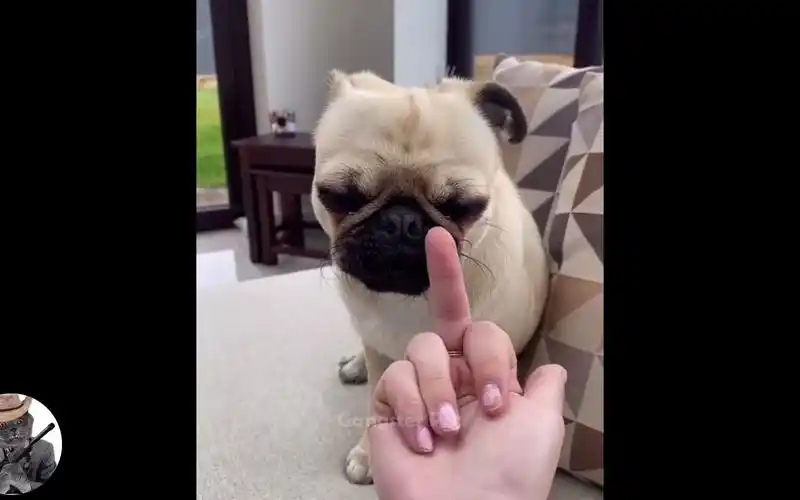 对着宠物竖中指会怎么样