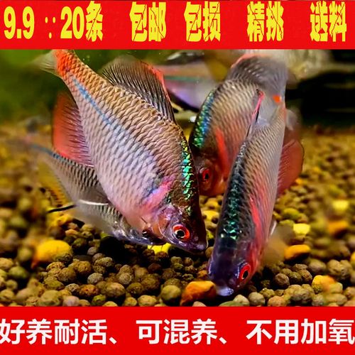 旁皮鱼鳑鲏高体鳑鲏淡水好养观赏鳑鲏鱼七彩石旁皮除藻冷水鱼小型