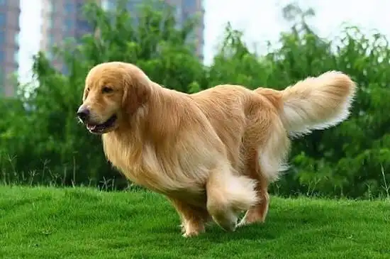 狗狗喂养  明显看到金毛的体型不断增大,尾巴上的毛发也开始长全,在七