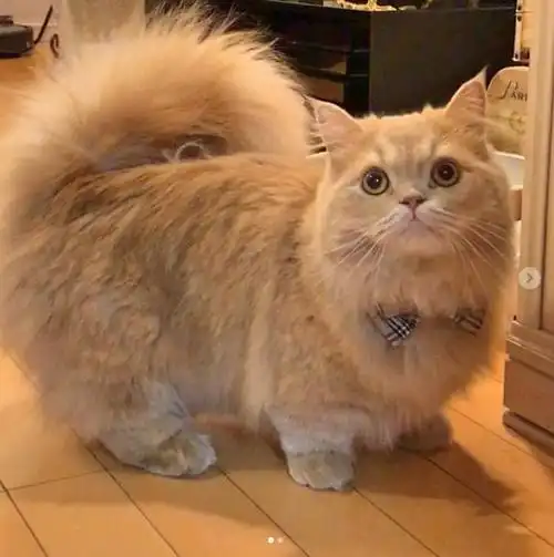 松鼠尾巴长在猫身上?超特别萌宠让人融化