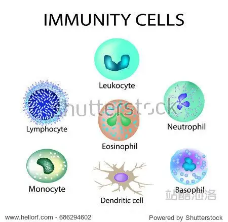 leukocyte lymphocyte eosinophil neutrophil monocyte basophil