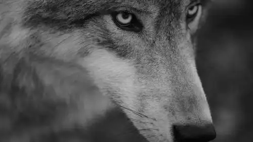 霸气血性的狼,高清图片,动物壁纸-回车桌面