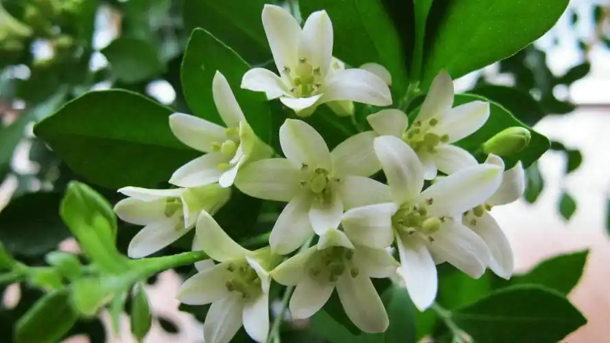 九里香(九里香的作用与功效有哪些) - 123植物网