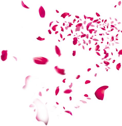 飘落的玫瑰花瓣简笔画