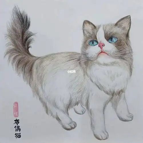 彩铅——猫