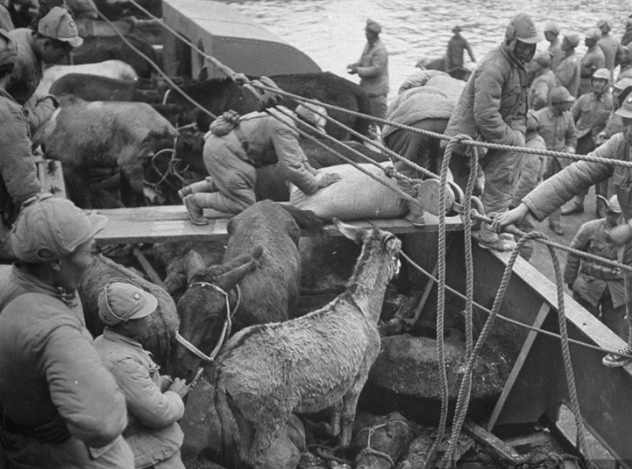 1950年洞头岛战役守岛部队被迫撤出国民党军抓了700人到台湾