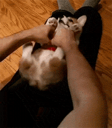 狗狗 挠痒痒 躺着 舒服