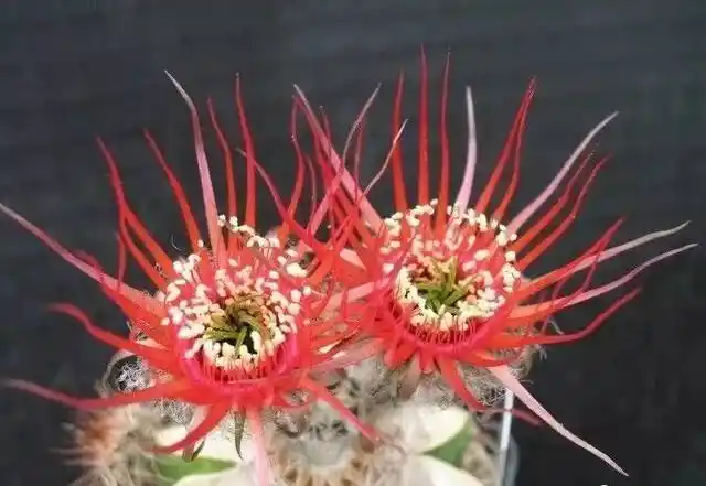 图鉴| 一大拨儿仙人球开花美图,太惊艳啦!