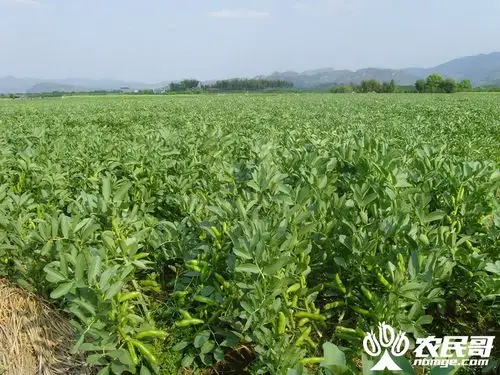 蚕豆摘心打顶的好处