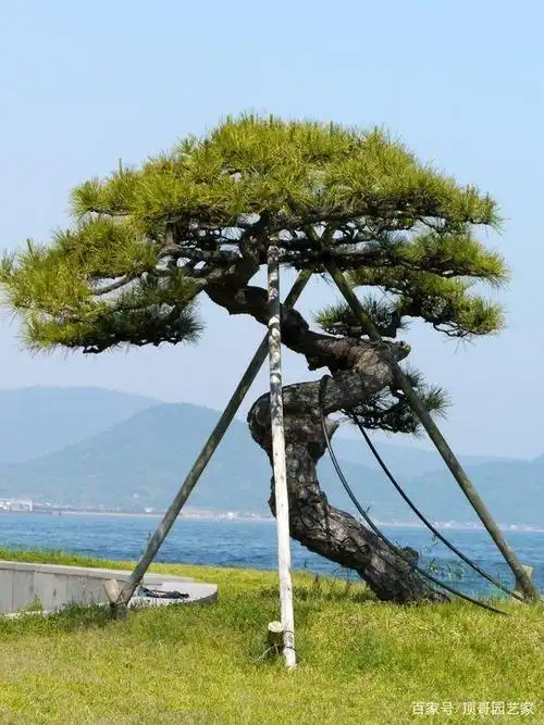 最近这几年,造型松很火,很多院子都会种上一两株,不管是否有必要,也