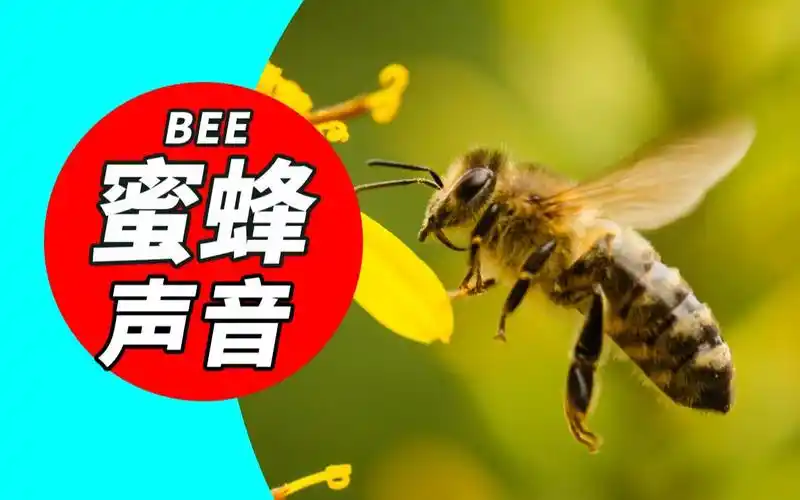 昆虫声音蜜蜂声音