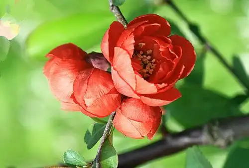 断肠红手机壁纸