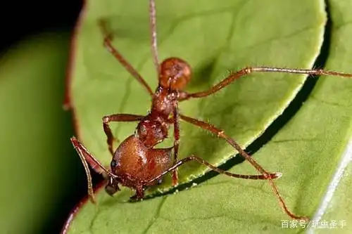 切叶蚁切下叶片
