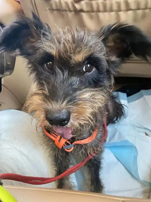 雪纳瑞串串;发现时牠有可能还在哺乳期,但在发现地点两次找寻小奶狗都