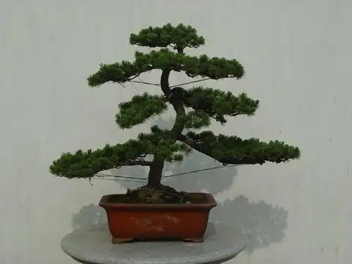 供应五针松盆景