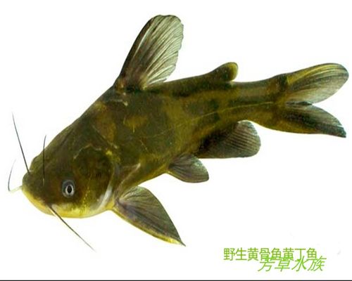 黄颡鱼黄骨鱼苗黄辣丁昂刺鱼野生活体淡水冷水招财鱼苗原生观赏鱼