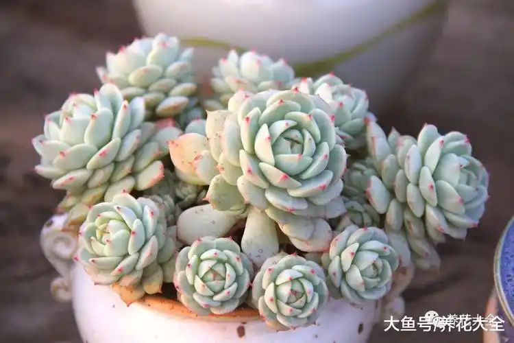 白牡丹度夏小妙招, 学会这几点, 不烂根不掉叶!