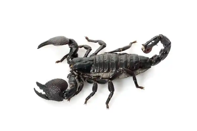 皇帝蝎子,帝王蝎 (pandinus imperator) 在白色背景上孤立.